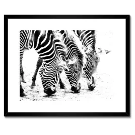plakaty-w-ramie-50x40-zebra-paski