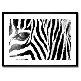 plakaty-w-ramie-70x50-zebra-paski