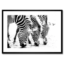 plakaty-w-ramie-70x50-zebra-paski