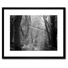 plakaty-w-ramie-50x40-tajemniczy-las-promienie