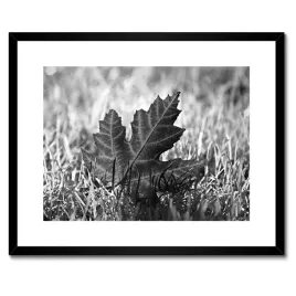 plakaty-w-ramie-50x40-jesienny-lisc-na-trawie