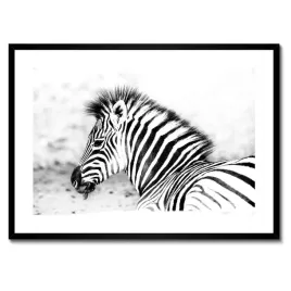 plakaty-w-ramie-70x50-zebra-paski