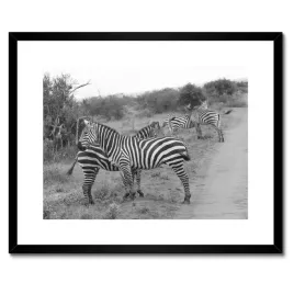 plakaty-w-ramie-50x40-zebra