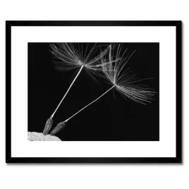 plakaty-w-ramie-50x40-dmuchawiec-kwiat-kwiatki