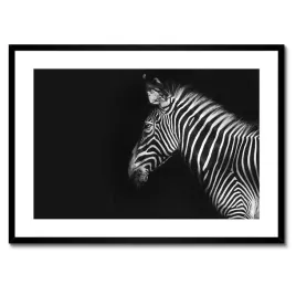 plakaty-w-ramie-70x50-zebra-stepowa-zwierze