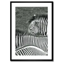 plakaty-w-ramie-50x70-paski-zebry