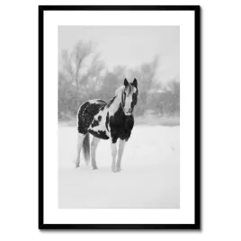 plakaty-w-ramie-50x70-kon-czarnobiale-plakaty