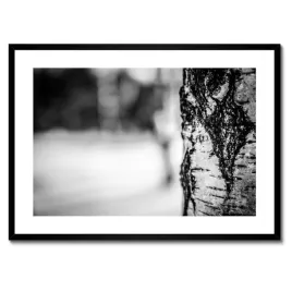 plakaty-w-ramie-70x50-brzoza