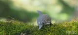 delfin-puzzle-ukladanka-przestrzenna-3d-model-eugy-kolekcja-inna