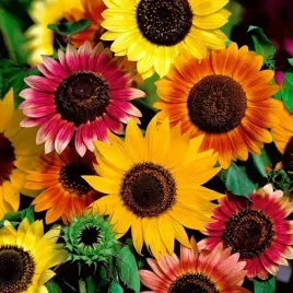 nasiona-slonecznik-ozdobny-mieszanka-do-ogrodu-rabaty-premium-seeds-1000-g