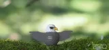model-eugy-ukladanka-przestrzenna-puzzle-3d-orzel-wiek-dziecka-6-lat
