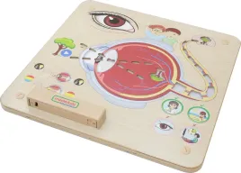 masterkidz-tablica-edukacyjna-zmysl-wzroku