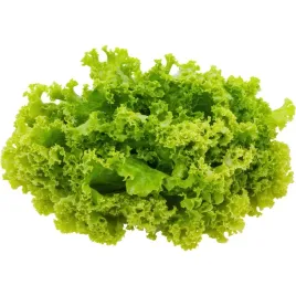 salata-ozdobna-strzepiasta-zielona-1sztuka