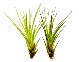 tillandsia-melanocrater-r-11-13-cm