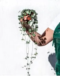 ceropegia-woodii-zwisajace-serca-40cm-p14