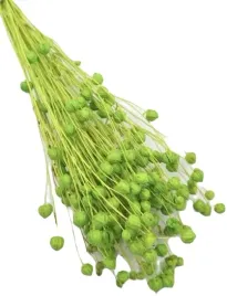 len-zielony-40-cm-klosy-peczek-susz-naturalny-60-szt-jasna-zielen-dekoracja