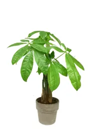 pachira-aquatica-pachira-wodna-36-cm-p12