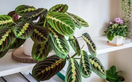 maranta-leuconeura-fascinator-tricolor-p12-23-cm