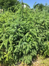 swierk-pospolity-5lata-sadzonki-gk-picea-abies-70-90cm