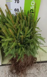 swierk-pospolity-4lata-2-2-sadzonki-gk-picea-abies-40-60cm
