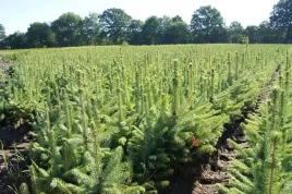 swierk-srebrny-3latka-sadzonki-doniczka-picea-pungens-20-30cm