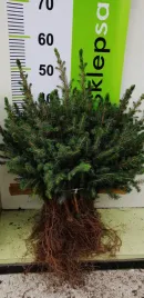 swierk-serbski-3lata-sadzonki-gk-picea-omorica-20-40cm