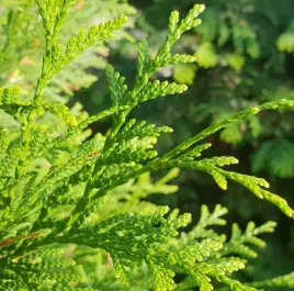 tuja-brabant-na-zywoplot-60-80cm-niska-cena-zywotnik-zachodni