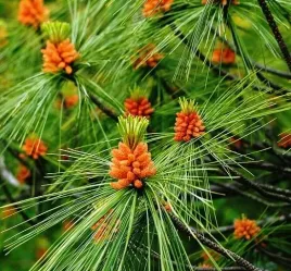 sosna-wejmutka-sadzonki-pinus-strobus-15-30cm