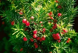 cis-pospolity-sadzonki-15-30cm-taxus-bacata-zywoplot