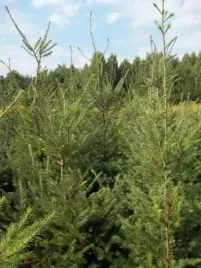 daglezja-zielona-pseudotsuga-menziesii-sadzonki-20-40cm-j-douglasa