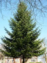 daglezja-zielona-pseudotsuga-menziesii-sadzonki-50-80cm-j-douglasa