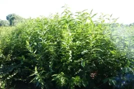 kasztan-jadalny-sadzonki-50-80cm-castanea-sativa