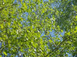 brzoza-brodawkowata-80-120cm-sadzonki-betulapendula