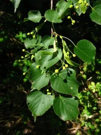 lipa-drobnolistna-sadzonki-100-150cm-tilia-cordata