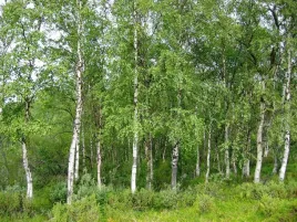 brzoza-brodawkowata-50-80cm-sadzonki-betulapendula