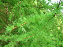 modrzew-europejski-sadzonki-larix-decidua-50-80cm