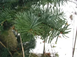 jodla-szlachetna-4lata-sadzonki-gk-abies-procera-20-35cm