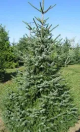 jodla-balsamiczna-3lata-sadzonki-gk-abies-balsamea-10-30cm
