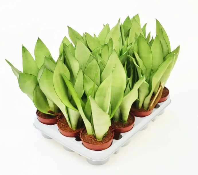 sansevieria-moonshine-p9-27-cm-rodzaj-rosliny-inny