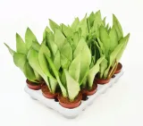 sansevieria-moonshine-p9-27-cm-rodzaj-rosliny-inny