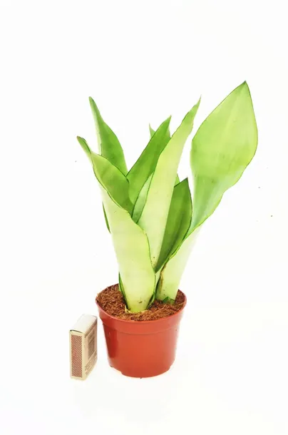 sansevieria-moonshine-p9-27-cm-kod-produktu-1653