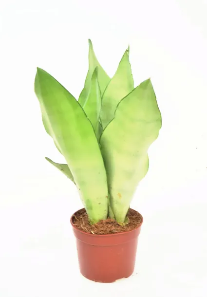 sansevieria-moonshine-p9-27-cm-rodzaj-rosliny-inny-kod-produktu-1653