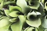 sansevieria-moonshine-p9-27-cm-kod-produktu-1653-rodzaj-rosliny-inny