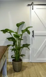 strelitzia-reginae-strelicja-krolewska-rajski-ptak-35-cm-p12