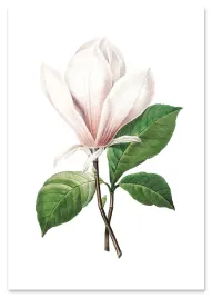 plakat-cyfrowy-do-wydruku-vintage-magnolia