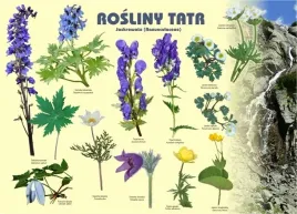 tablica-100x72cm-rosliny-tatr-jaskrowate