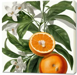 obraz-100x100cm-dojrzalosc-pomaranczy