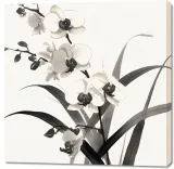 obraz-100x100cm-orchidea