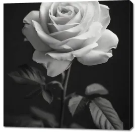 obraz-100x100cm-platki-roz