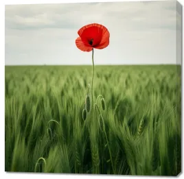 obraz-100x100cm-samotny-mak-na-polu